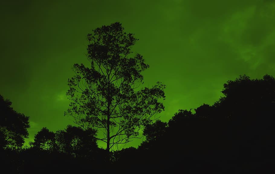 tree, large tree, silhouette, nature, tree wallpaper, green sky HD wallpaper