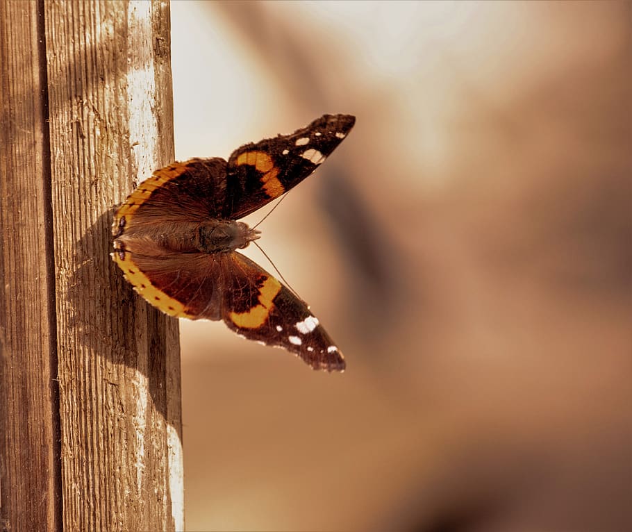 moth, wildlife, brown, rust, wood insect, interesting, one animal HD wallpaper