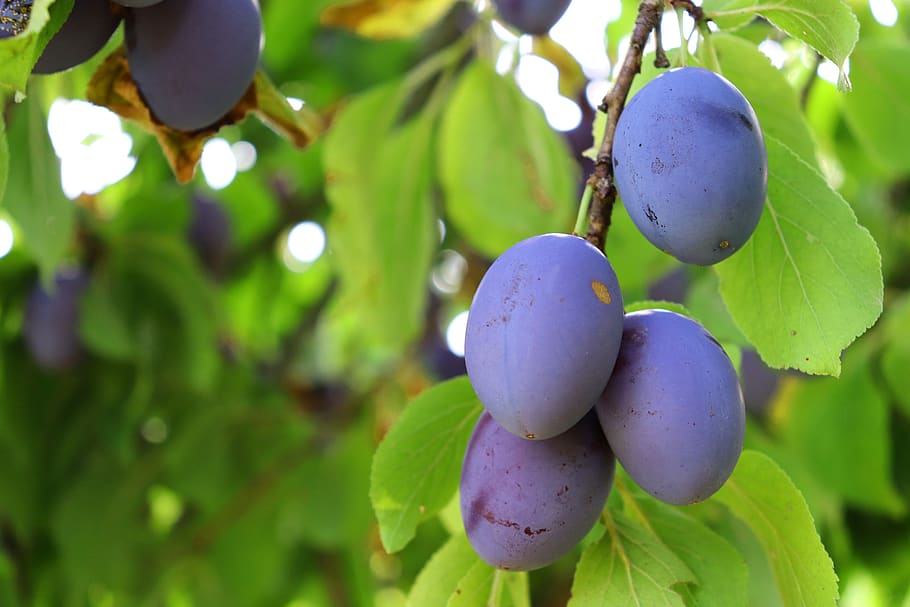 plum, fruit, branch, fruit tree, orchard, harvest, autumn, healthy HD wallpaper