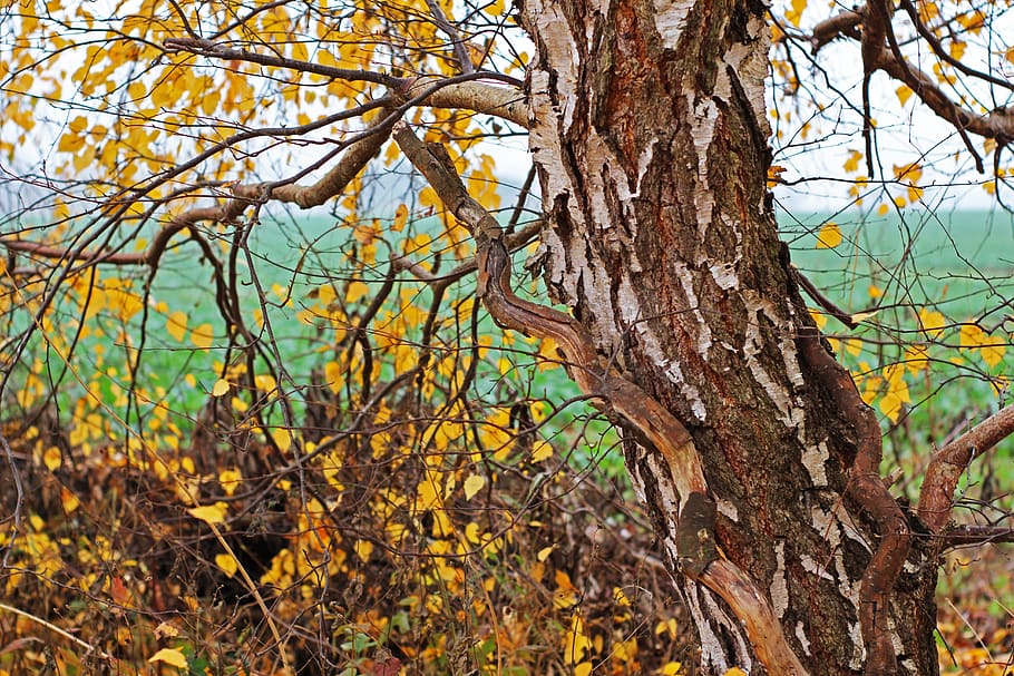 birch tree, autumn, fall foliage, bark, tree bark, leaves, branches HD wallpaper