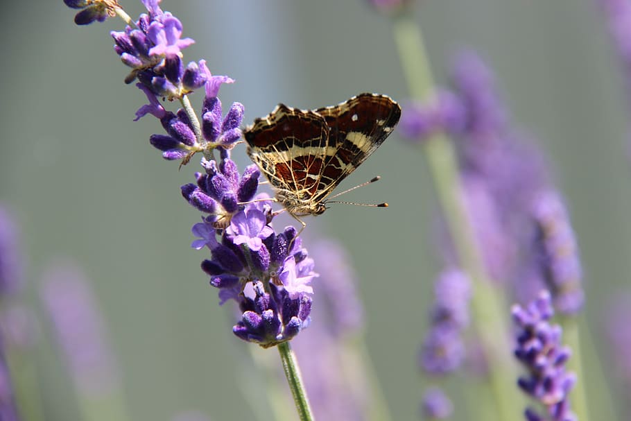 butterfly, geographical map, lavender, garden, nature, insects, HD wallpaper