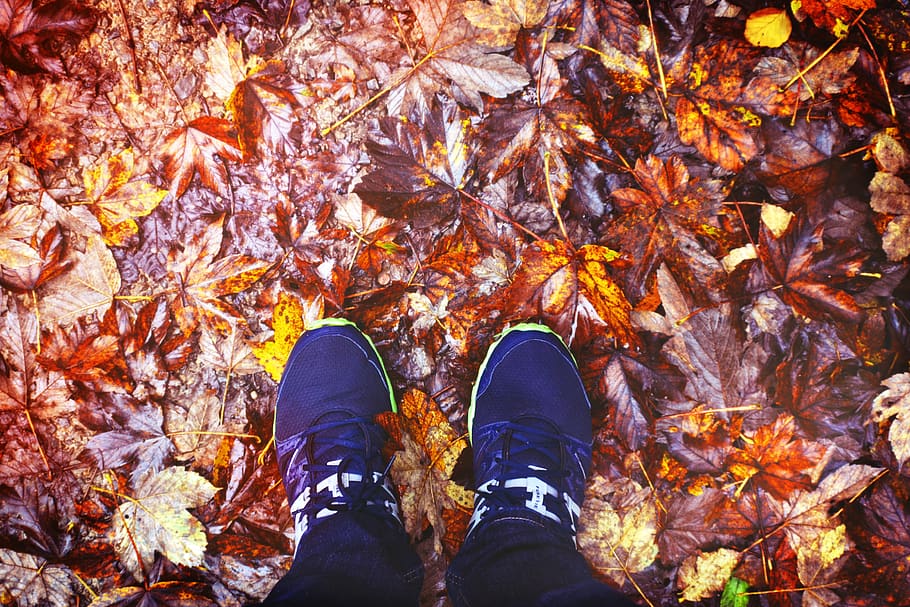 tree, fall, autumn, leaves, color, red, orange, feet, shoe HD wallpaper