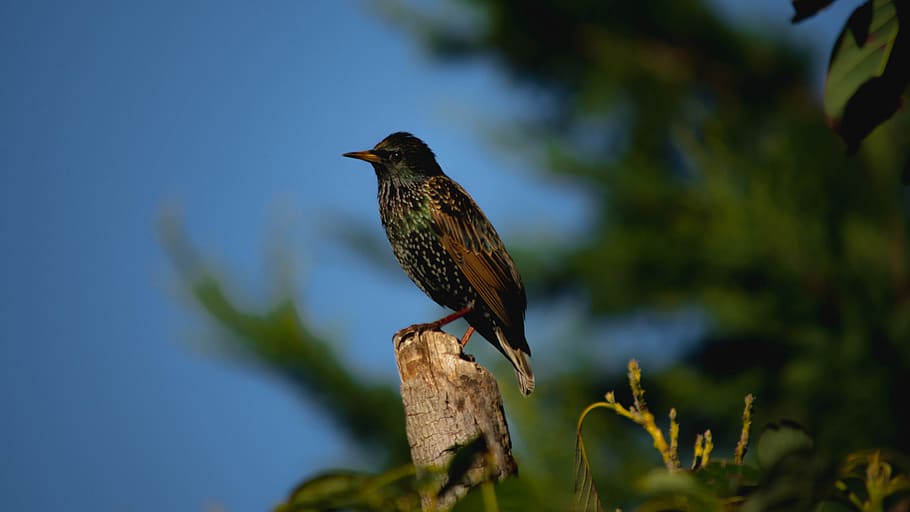 bird, tree, sky, blue, green, leaves, animal themes, one animal HD wallpaper