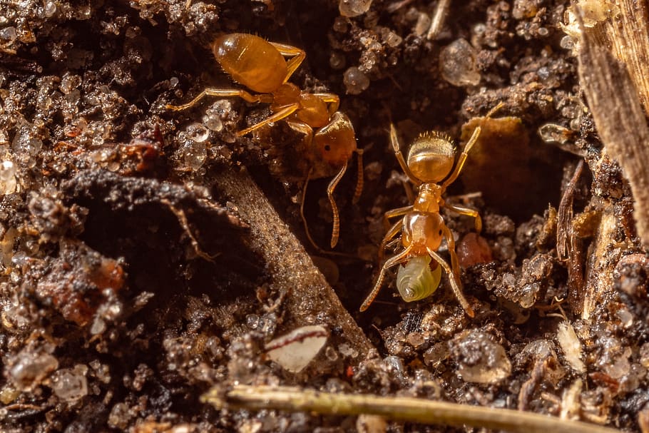 macro, ants, nature, insect, close up, animals in the wild HD wallpaper