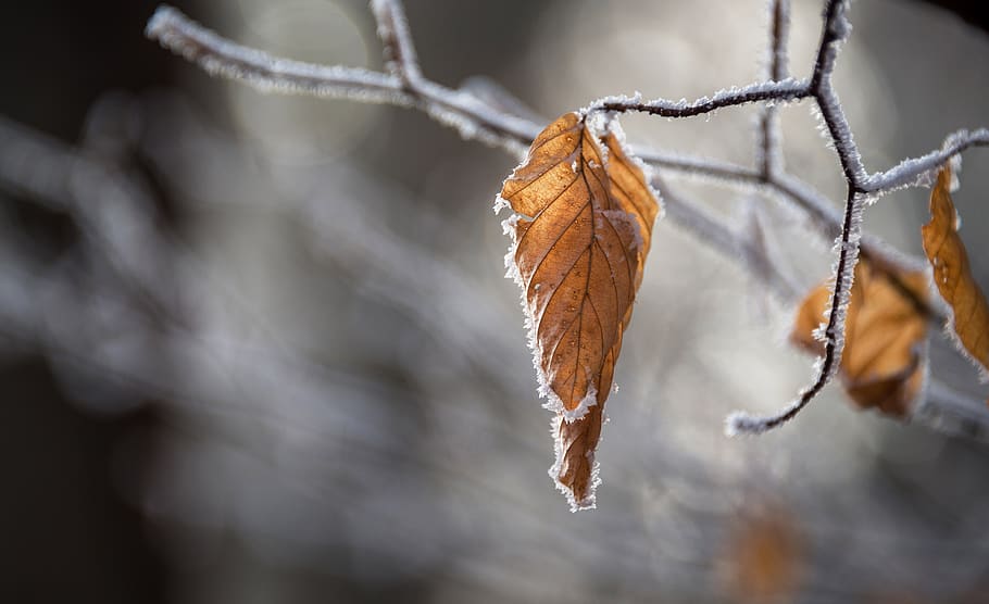Selective Focus Photo of Brown Leaf, blur, branches, close-up HD wallpaper