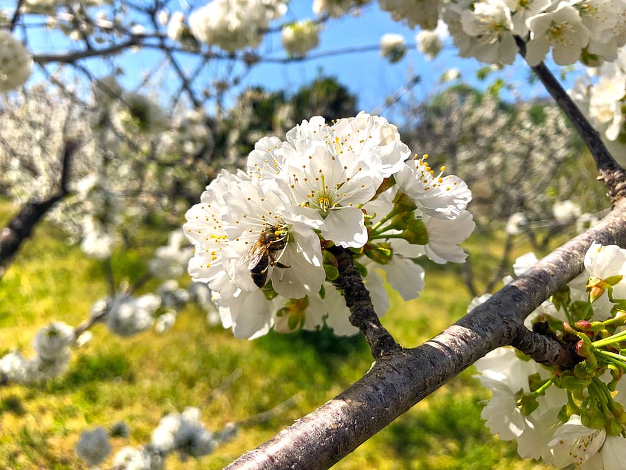 white flower, tree, branch, spring, cherry, nature, bee, flowering plant HD wallpaper