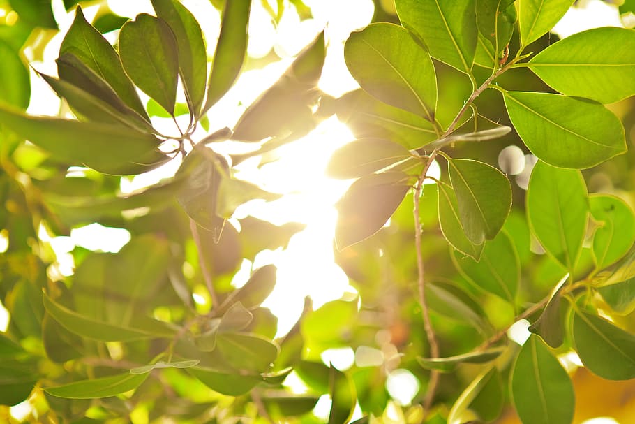 nature, plants, trees, leaves, green, light, sun, leaf, plant part HD wallpaper