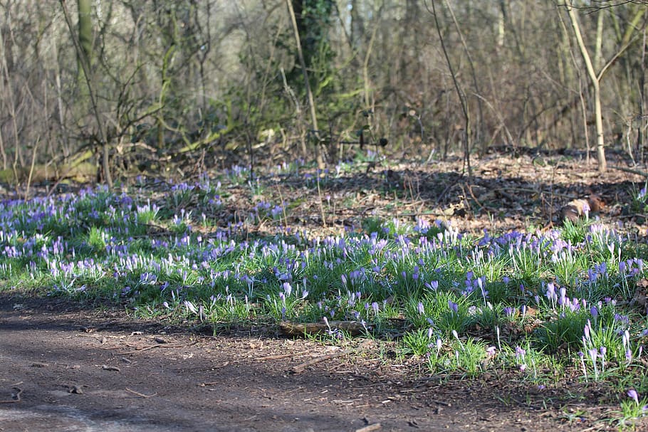 spring, flowers, forest, crocus, spring flower, spring flowers HD wallpaper
