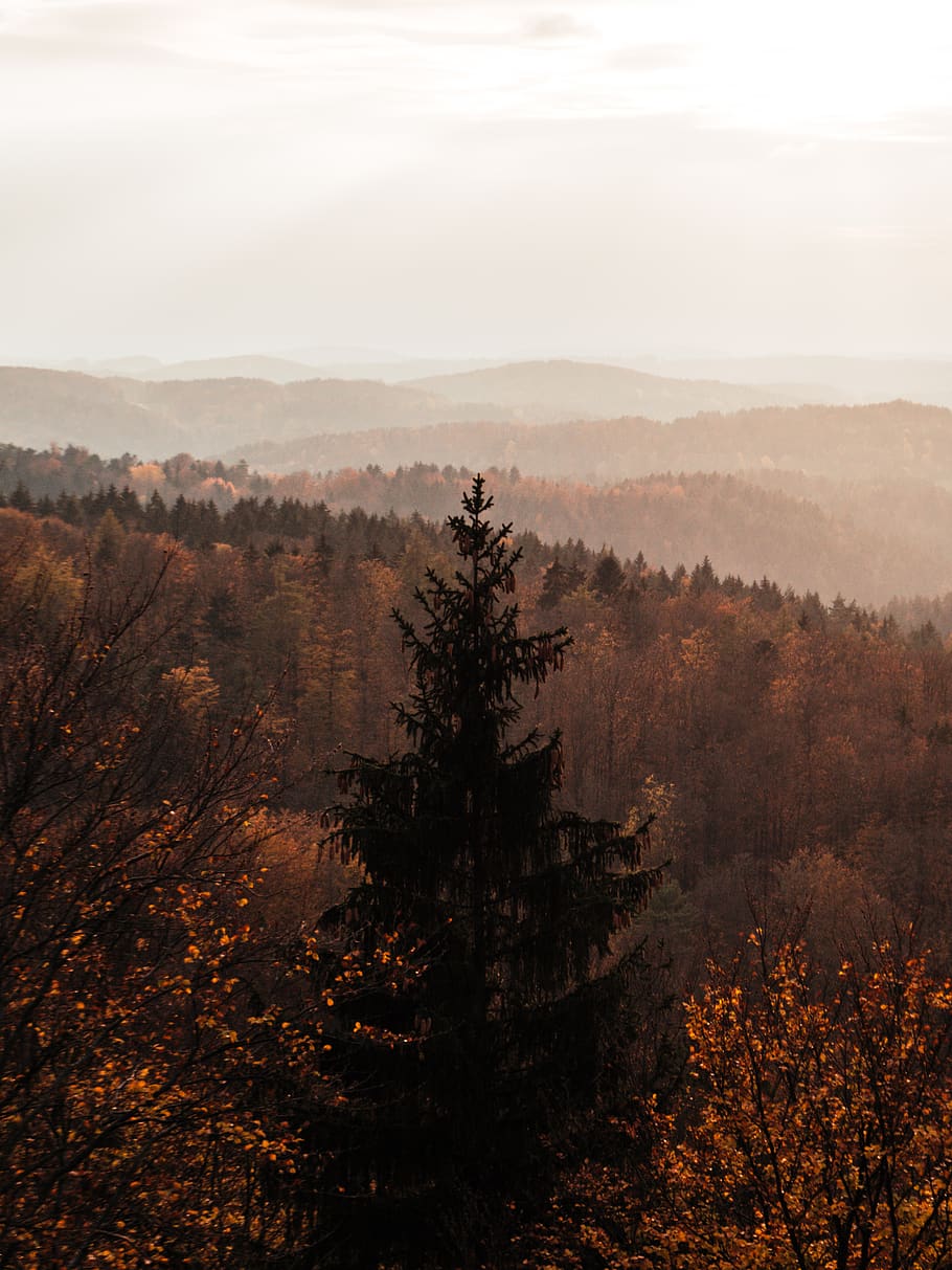 forest during daytime, tree, plant, fog, tranquility, scenics - nature HD wallpaper