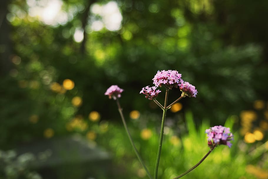 pink-petaled flower, flowering plant, vulnerability, beauty in nature HD wallpaper