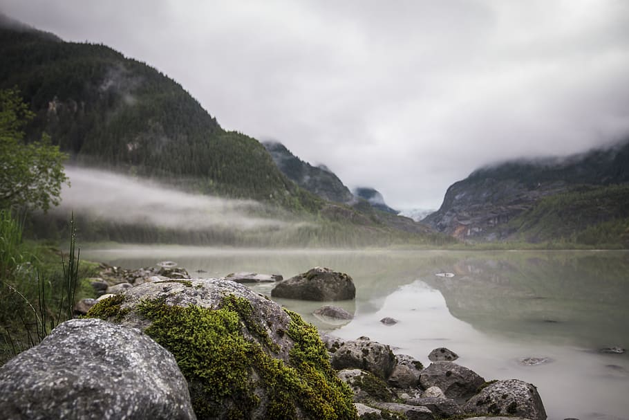 forest, tree, alaska, glacier, fog, mist, mountian, beauty in nature HD wallpaper