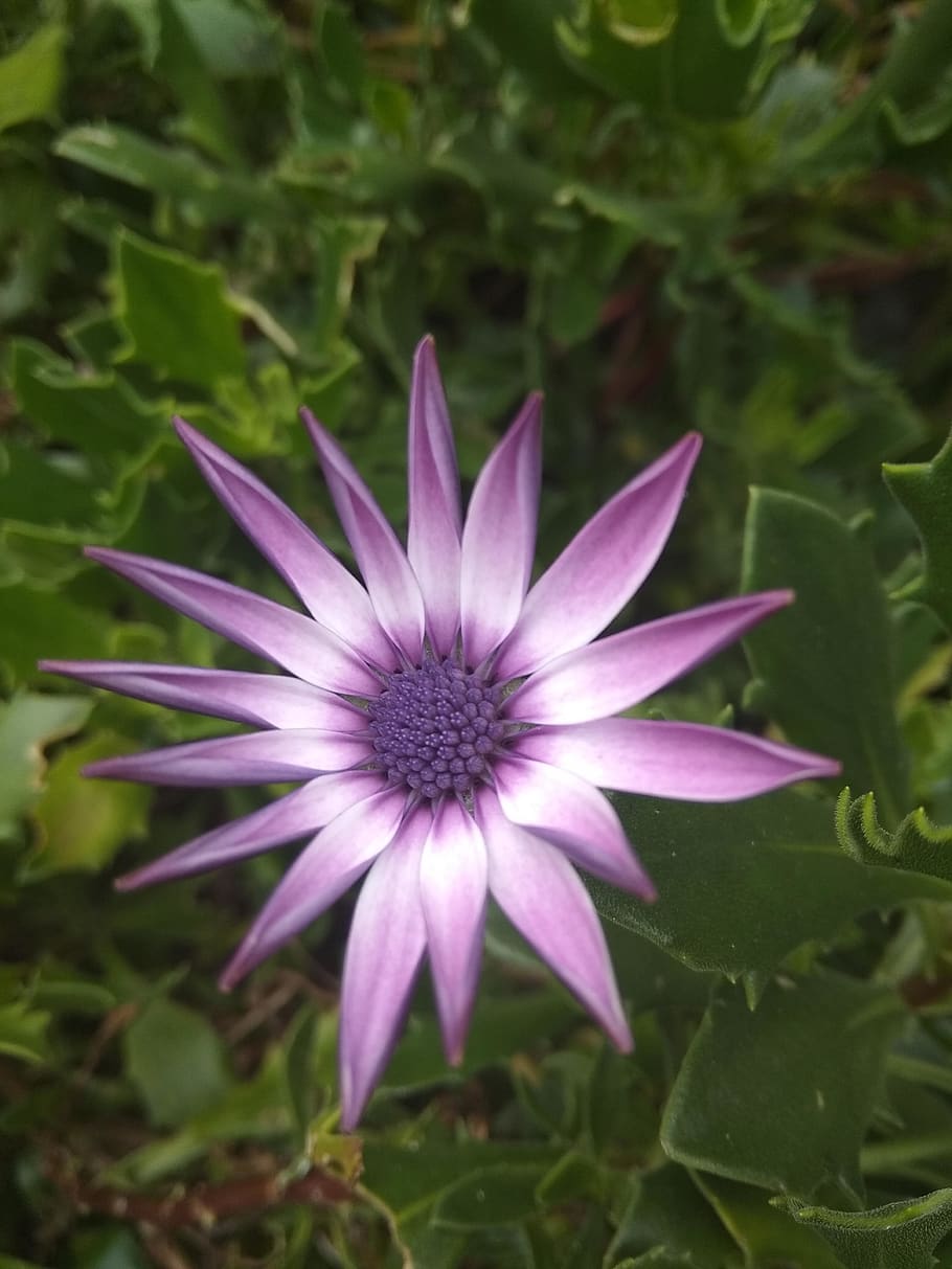 plant-flower-blossom-colombia.jpg