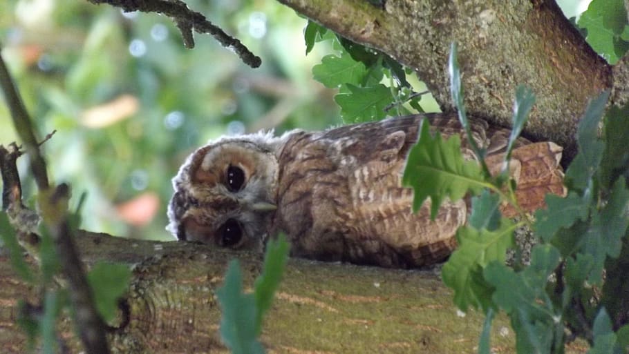 united kingdom, olney, animal themes, one animal, animal wildlife HD wallpaper