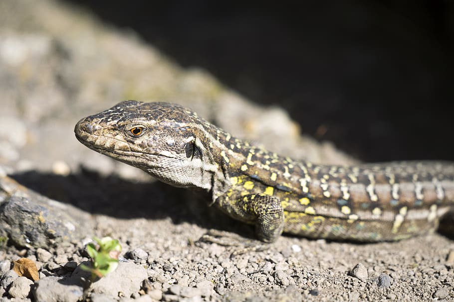 lizard, eye, nature, animal themes, animal wildlife, reptile HD wallpaper
