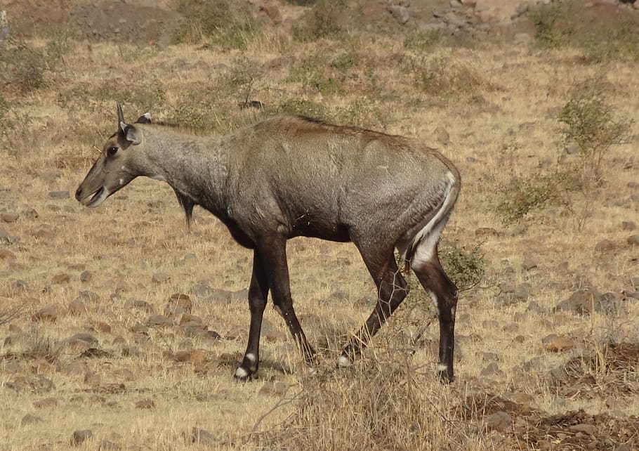 nilgai, antelope, animal, wild, blue bull, boselaphus tragocamelus, HD wallpaper