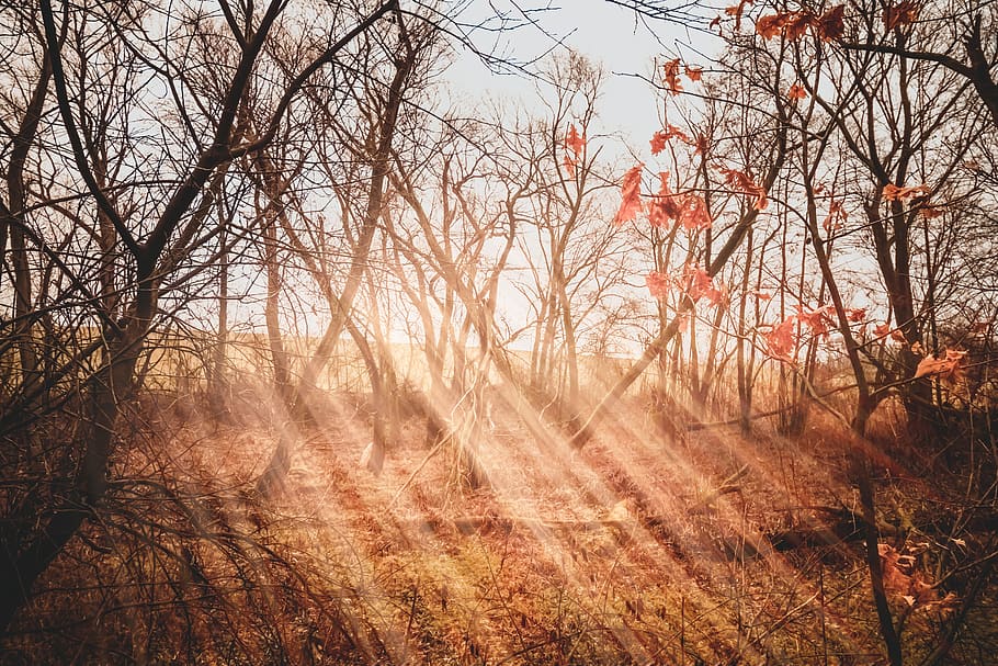 moor, rays, light, sun, forest, landscape, sunbeam, mood, sunlight HD wallpaper