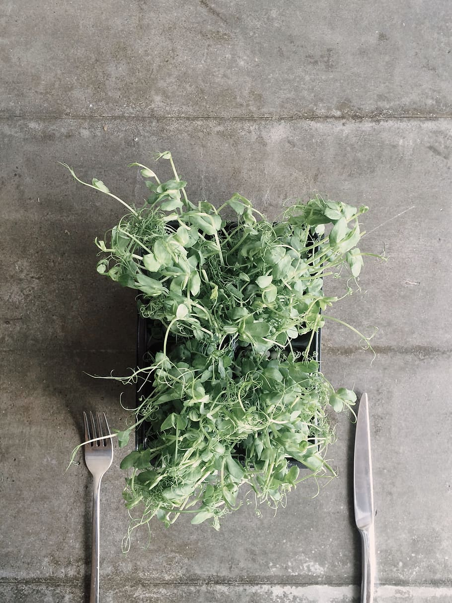 Green Leaf Vegetable on Black Container Near Gray Fork and Knife HD wallpaper