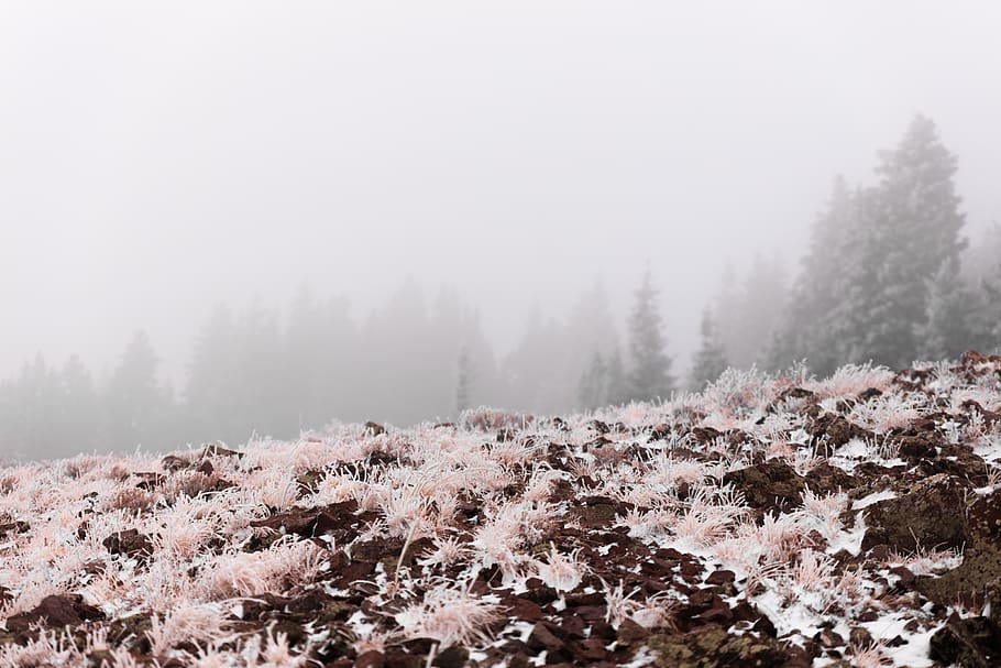 tree, fog, mountain, mist, blur, mountains, patrick hendry, HD wallpaper