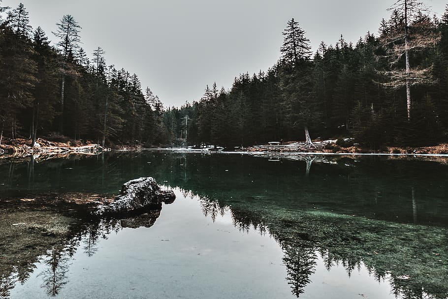 Body of Water Across Leafed Trees, conifer, daylight, environment HD wallpaper
