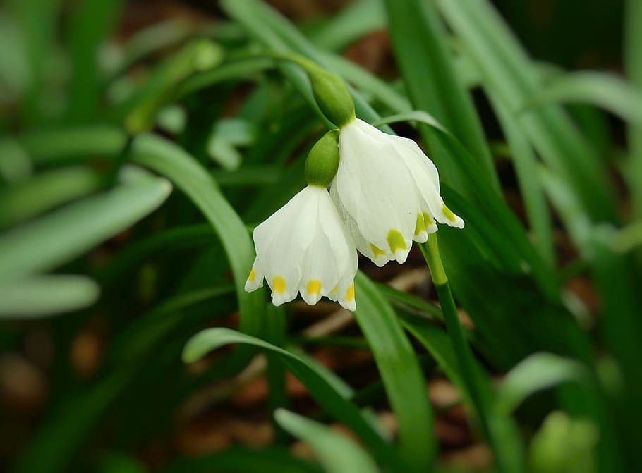 snowdrop, rubella, flowers, spring, nature, beauty, plant, growth HD wallpaper