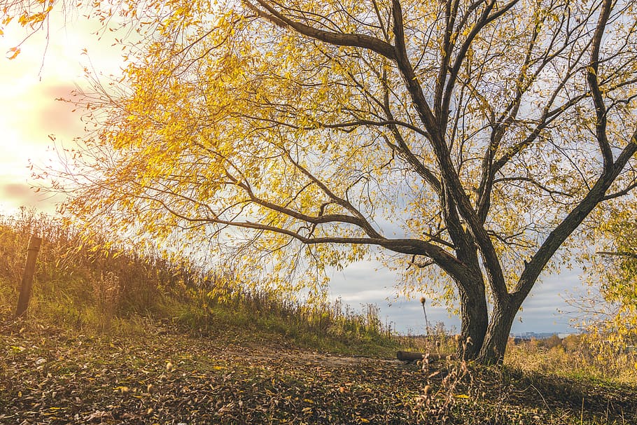 Yellow Leafed Tree, branch, dawn, environment, fall foliage, landscape HD wallpaper