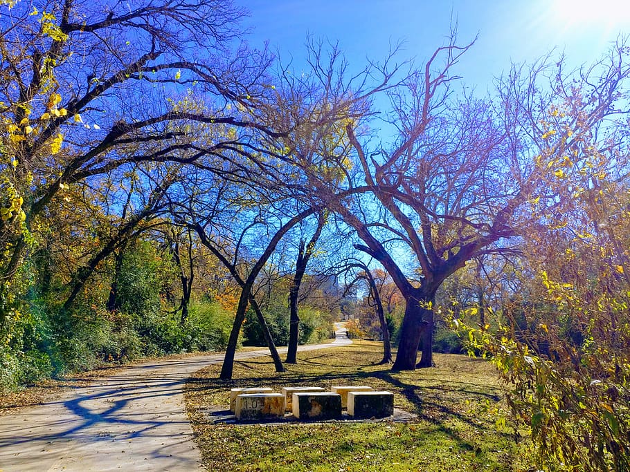 Empty Bench Near Tall Trees, branches, daylight, environment HD wallpaper