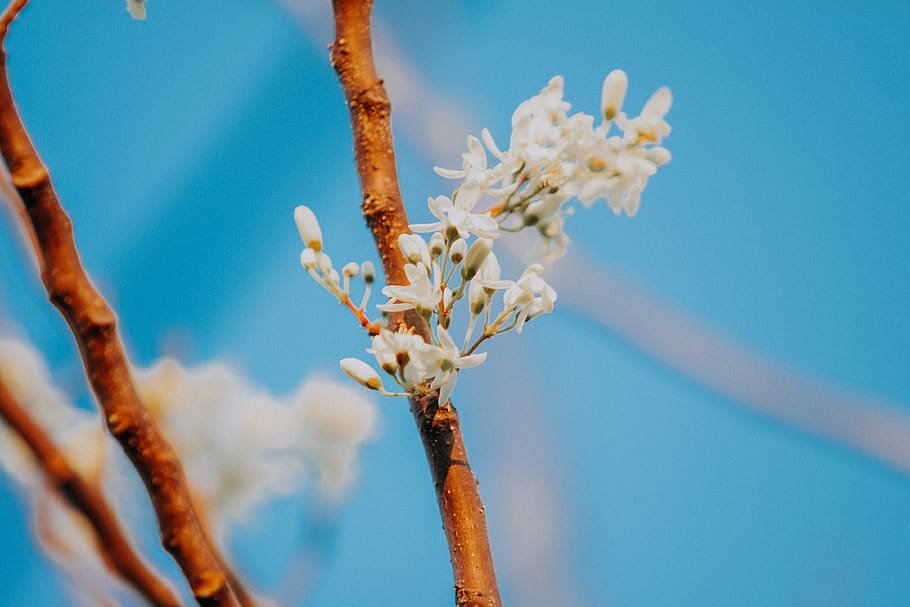 Shallow Focus Photography of White Flowers, beautiful, bloom HD wallpaper