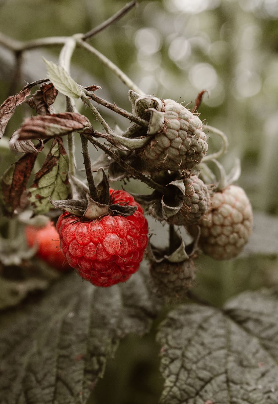 forest, fruits, red, raspberry, food and drink, healthy eating HD wallpaper