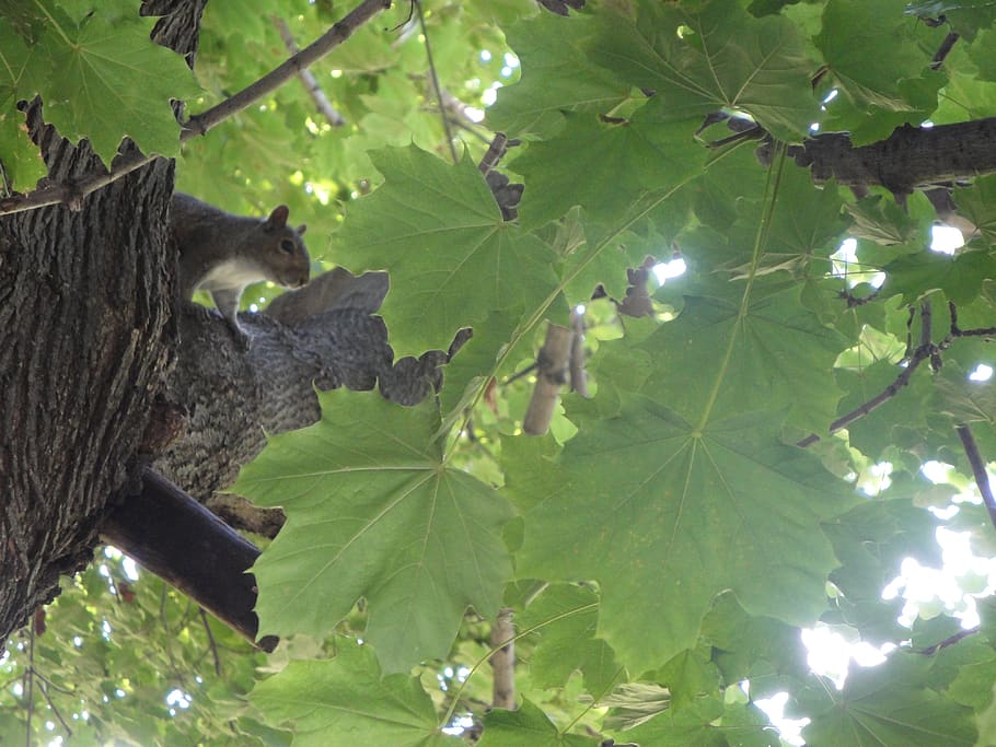 tree, summer, squirrel, nature, leaves, plant, animal, one animal HD wallpaper
