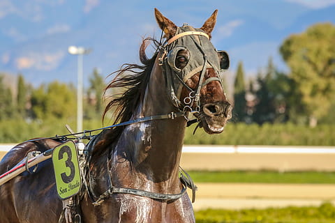 HD wallpaper: horse, pure, blood, mare, brown, career, racecourse, racing - Wallpaper Flare