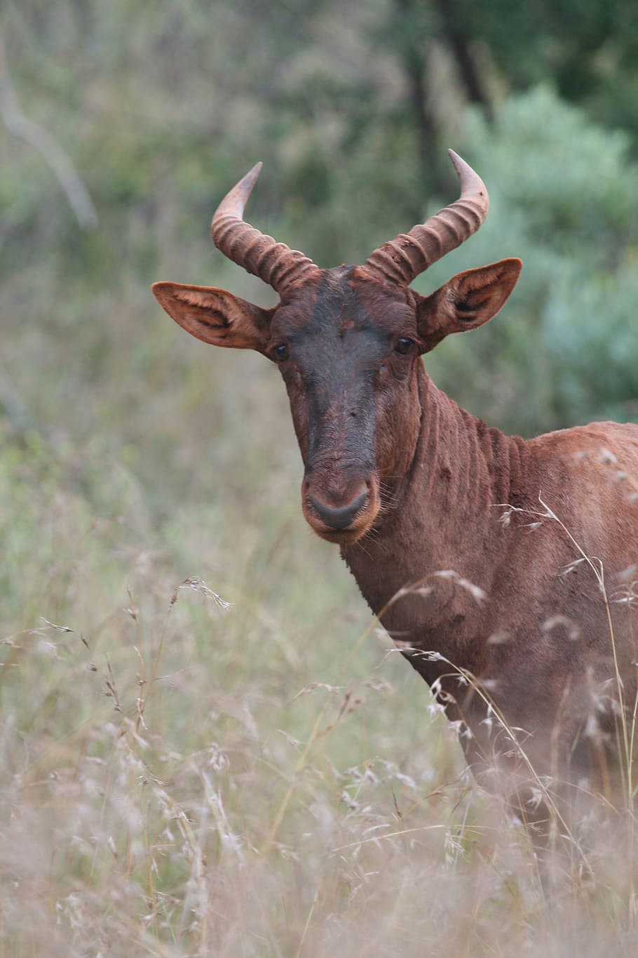 brown deer, mammal, animal, wildlife, antelope, impala, bongo HD wallpaper