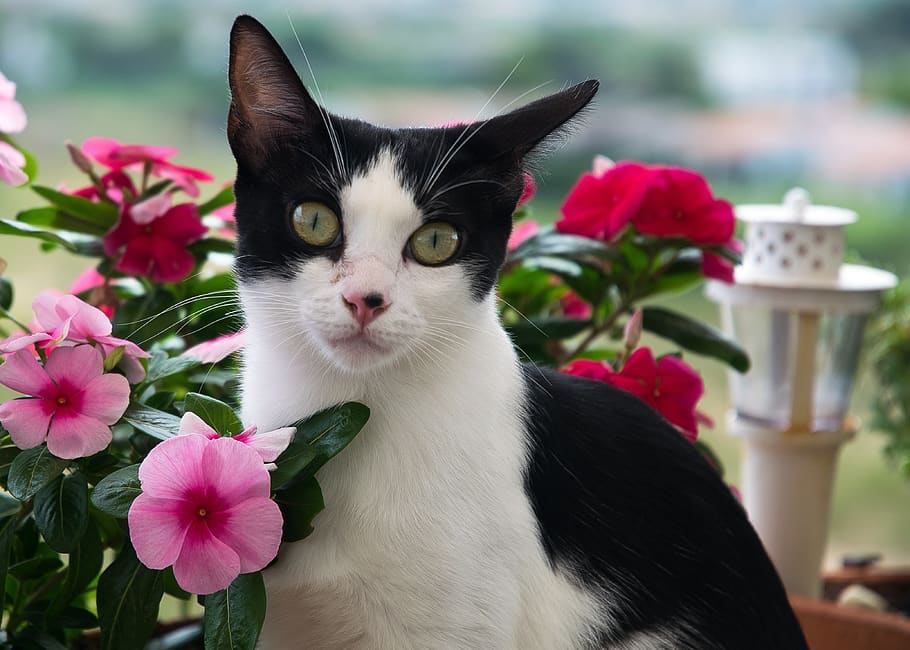 nature, flower, cat, domestic animals, pets, flowering plant HD wallpaper