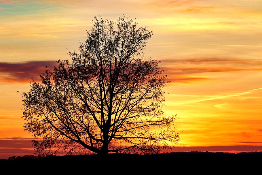 tree, silhouette, kahl, sunset, evening, abendstimmung, landscape HD wallpaper