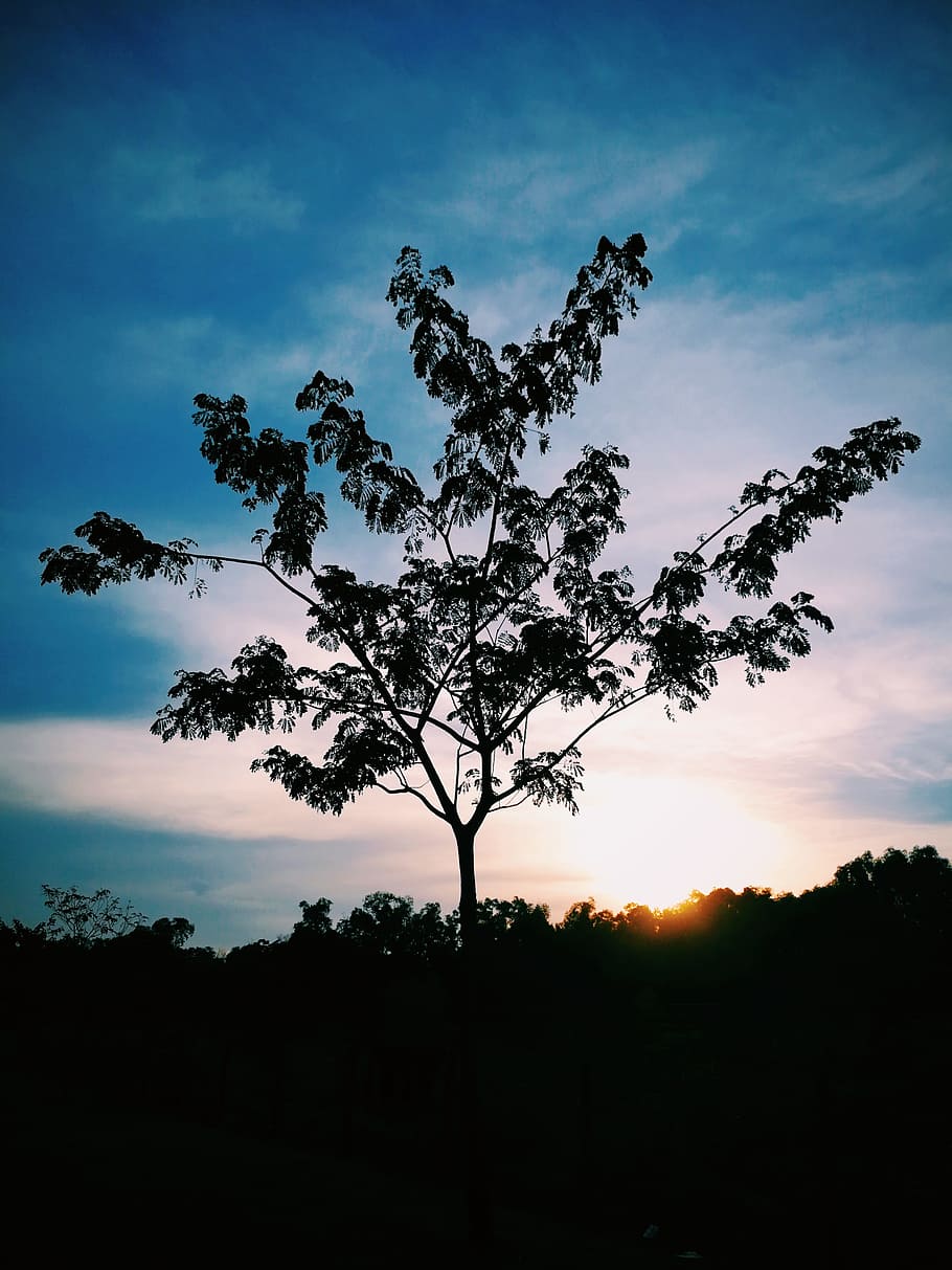 Silhouette Photo of Tree, backlit, blue sky, clouds, countryside HD wallpaper