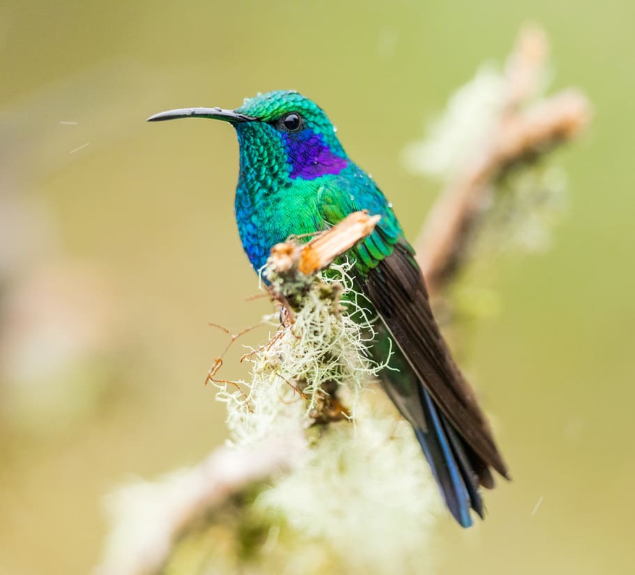 green and blue bird on tree branch, animal, bee eater, hummingbird, HD wallpaper