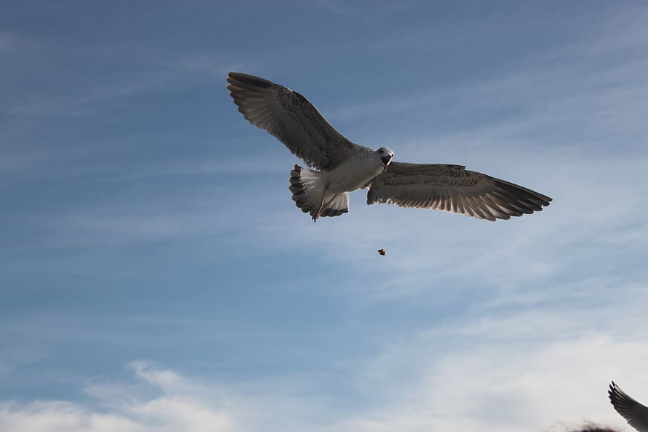 seagull, nature, bird, sky, blue, flying, animal wildlife, animals in the wild HD wallpaper
