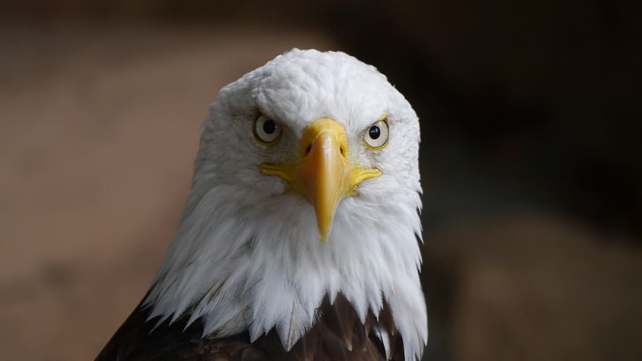 Bald Eagle, animal, close-up, feathered, flight, portrait, wings HD wallpaper