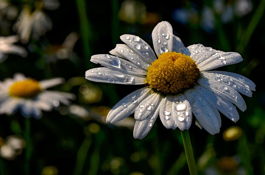 marguerite, drip, close up, plant, raindrop, wet, white, nature HD wallpaper
