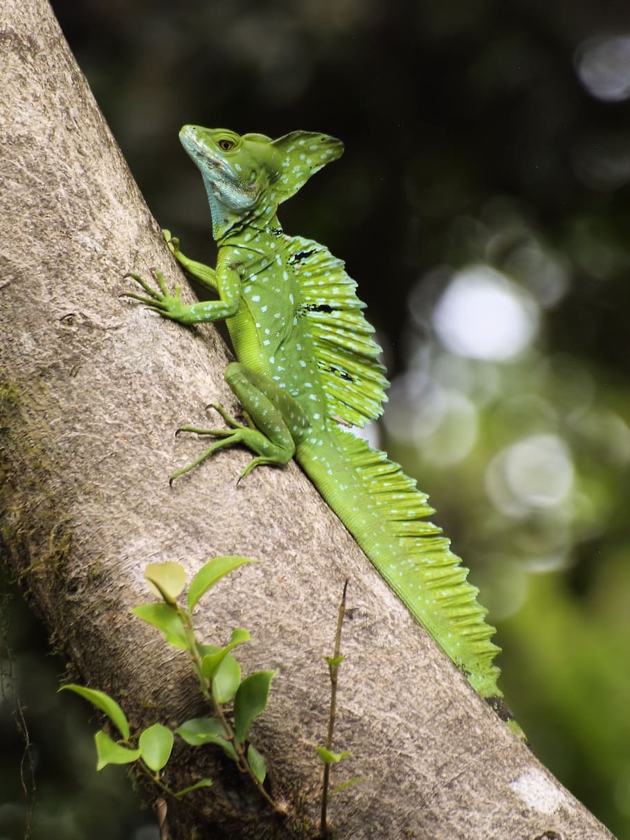 lizard, green, climbing, reptile, wildlife, animal themes, animals in the wild HD wallpaper