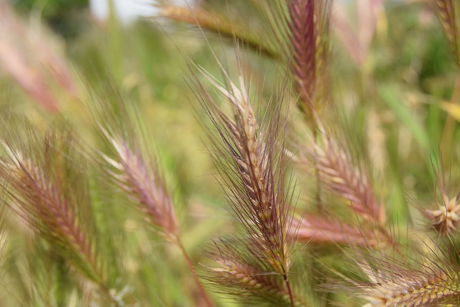 spring, nature, wheat, field, agriculture, landscape, rural HD wallpaper