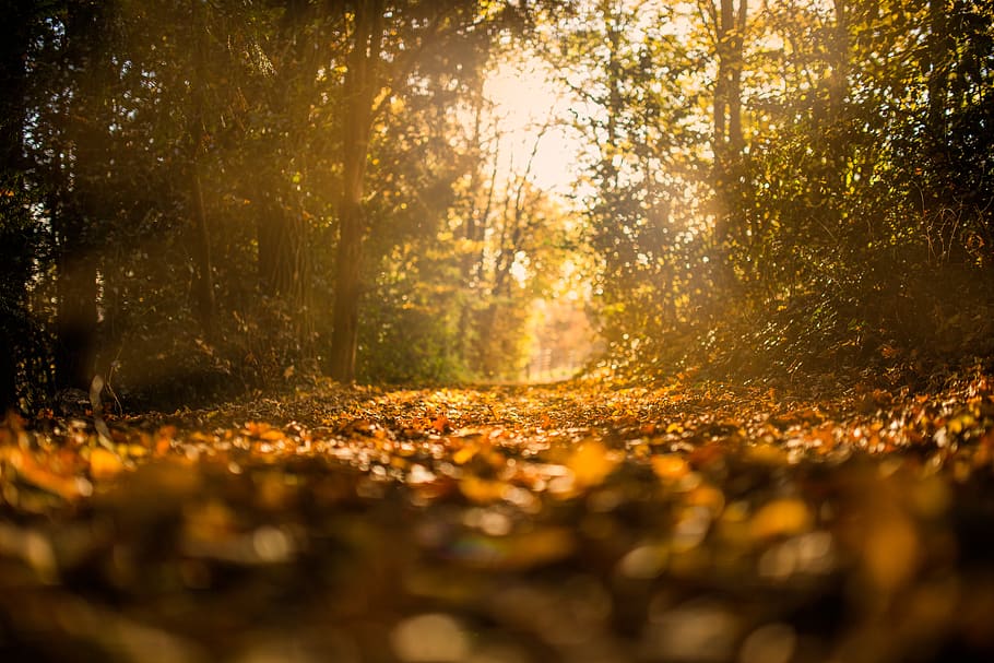 Brown Dried Leaved Under Trees, forest, path, pathway, autumn HD wallpaper
