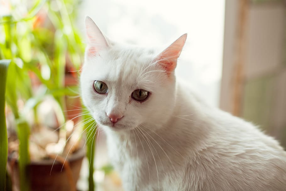 cat, white, kitten, animals, cute, sweet, portrait, eyes, little HD wallpaper