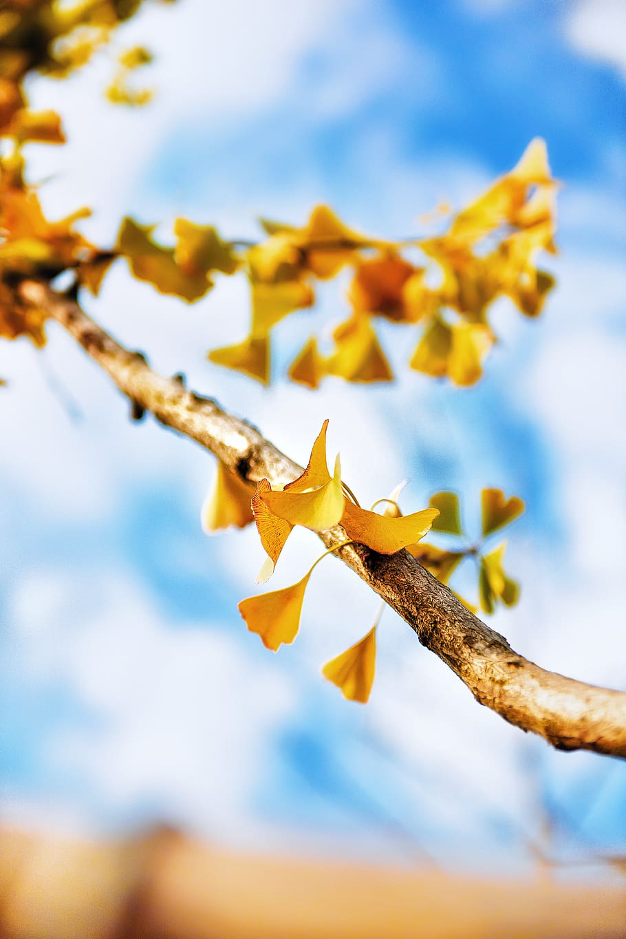 Yellow Leaves on Focus Photo, blur, branch, bright, close-up HD wallpaper