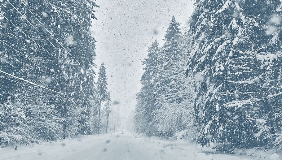 green leaf trees covered by snow, cold temperature, winter, plant HD wallpaper