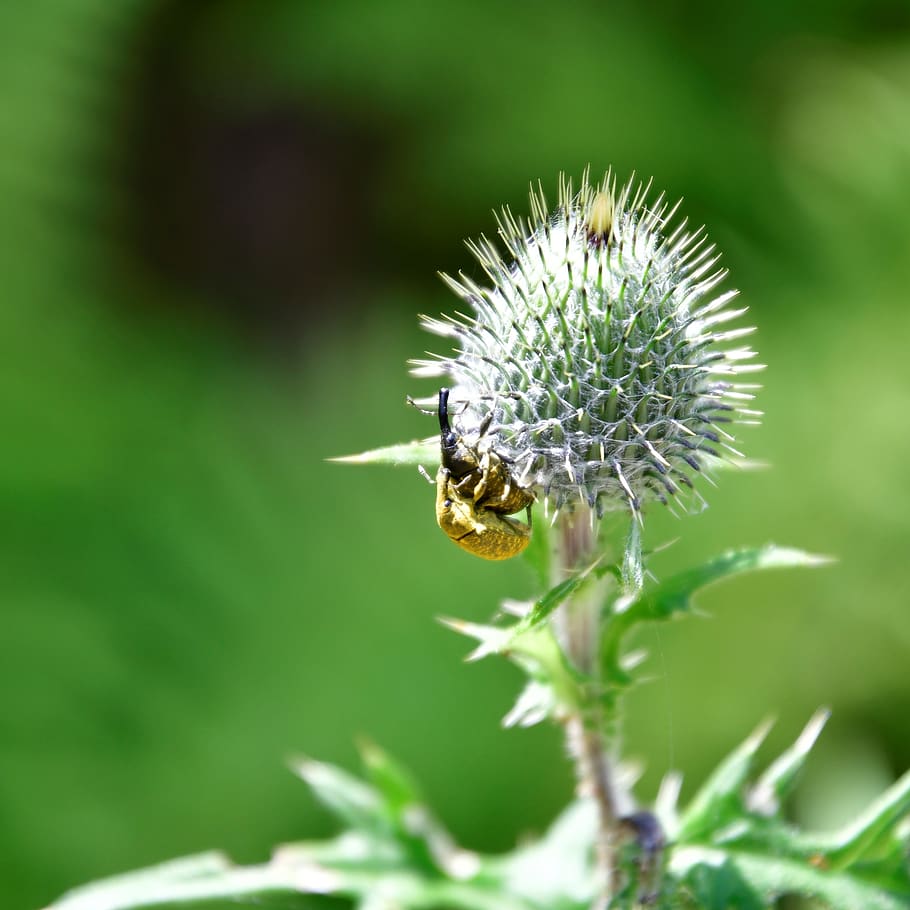germany, baiersbronn, animal themes, one animal, insect, invertebrate HD wallpaper