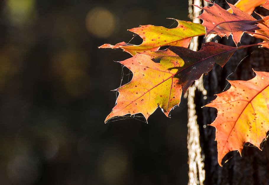 leaf, leaves, autumn, fall, season, nature, outdoors, outside HD wallpaper