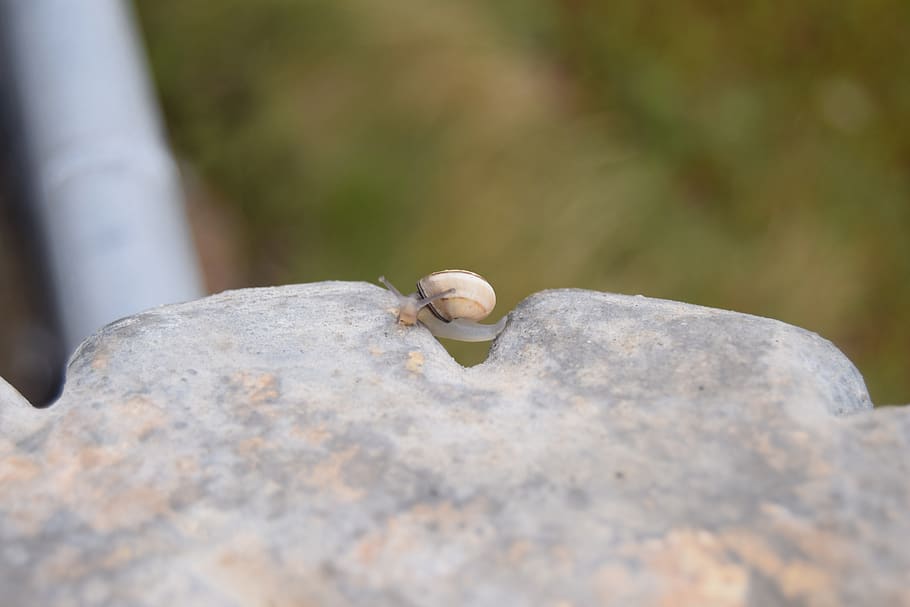 snail, rock, focus, solid, selective focus, day, close-up, no people HD wallpaper
