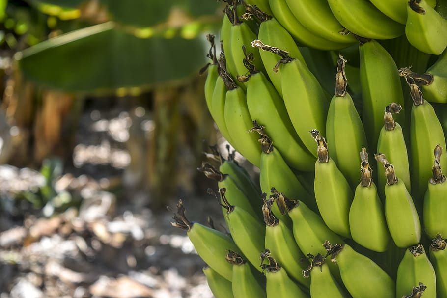 Banana Tree, agriculture, bananas, bunch, farm, food, fruit, grow, HD wallpaper
