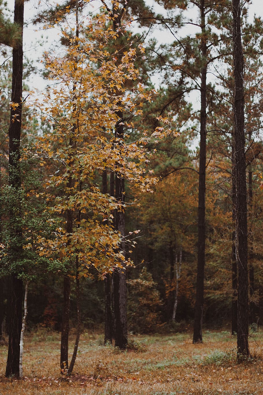 green leaf tree, plant, autumn, forest, change, land, growth HD wallpaper