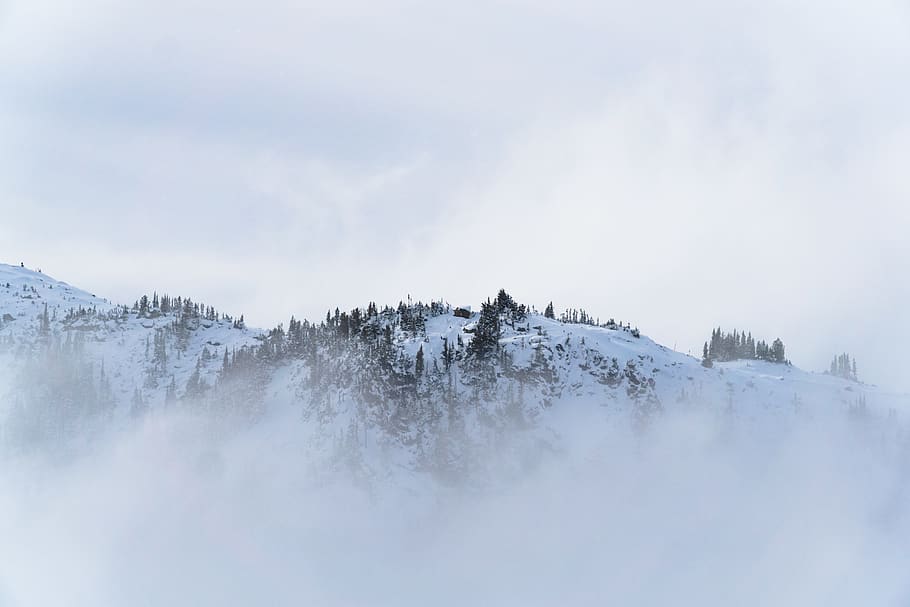 foggy mountain during winter, nature, tree, plant, fir, abies HD wallpaper